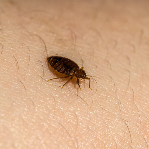 Bed Bug